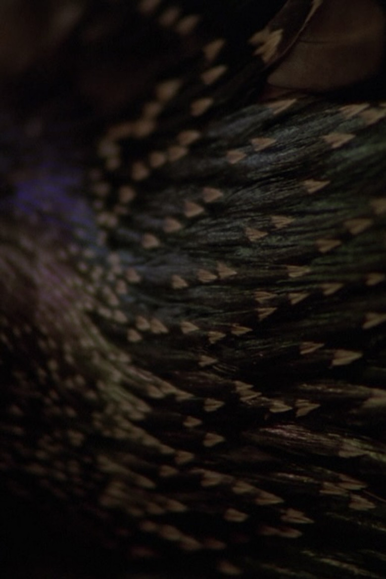 Starlings poster background