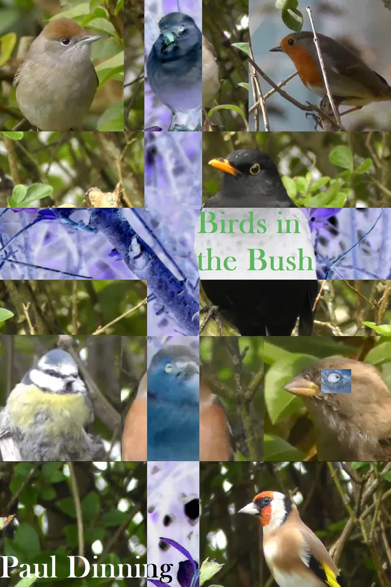 Birds in the Bush poster background