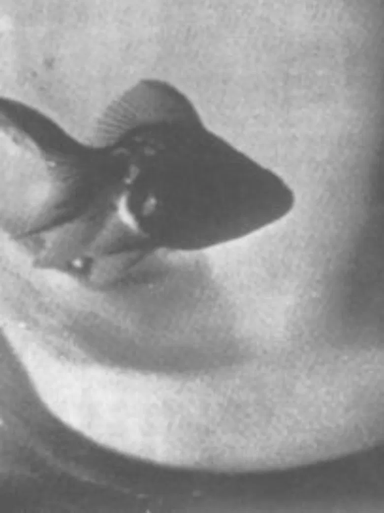 Conversation Between Nail and Socks poster background