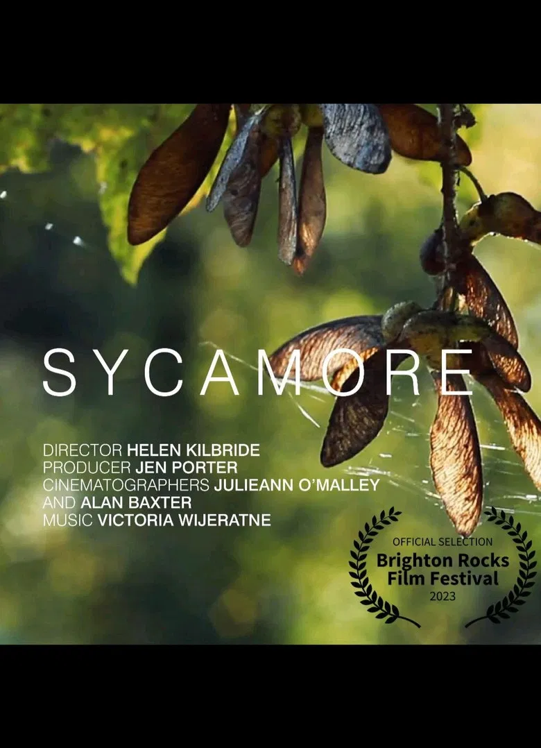 Sycamore poster background