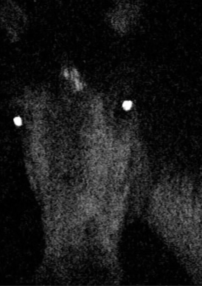 Voyage au pays des vampires poster background