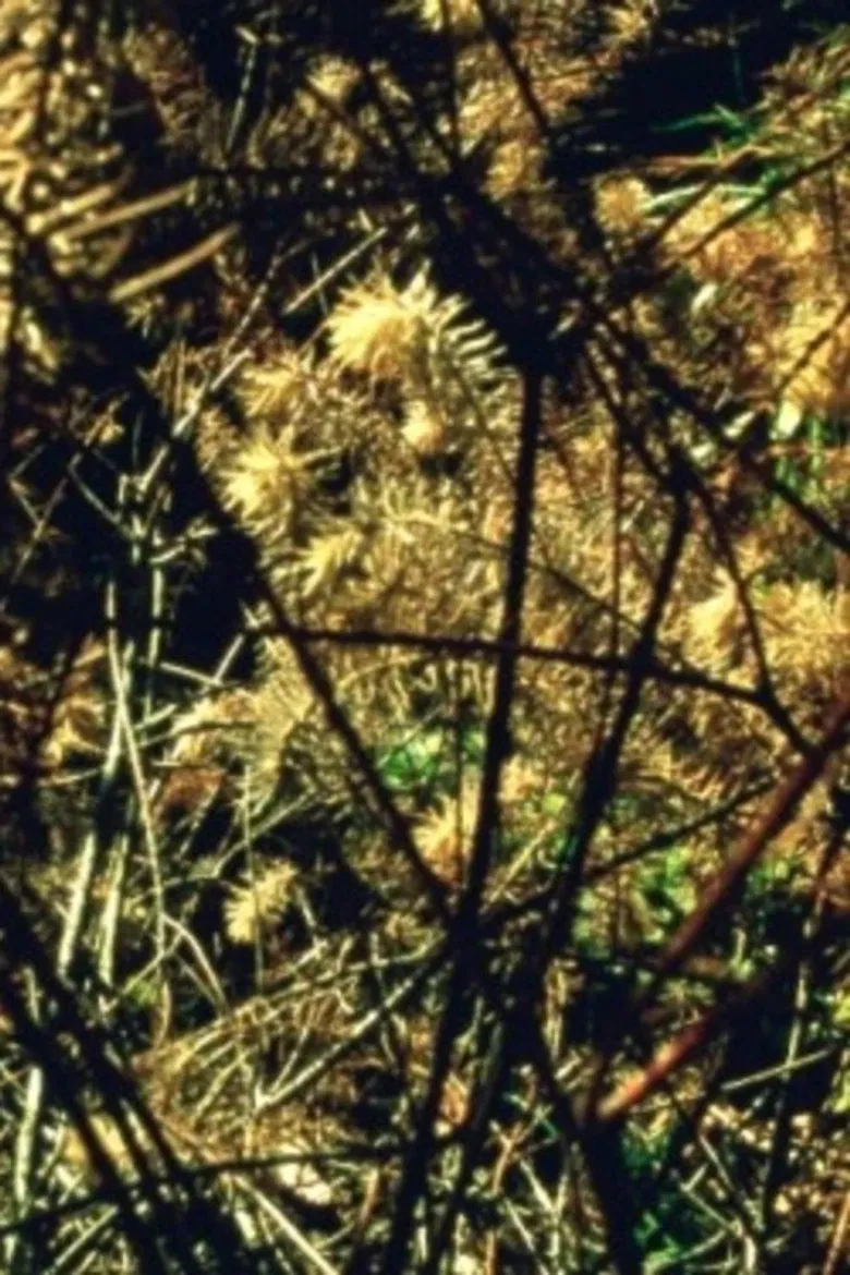 Arboretum Cycle poster background