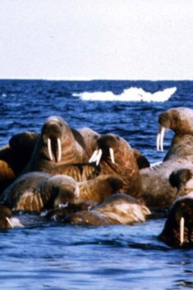 Edge of Ice poster background