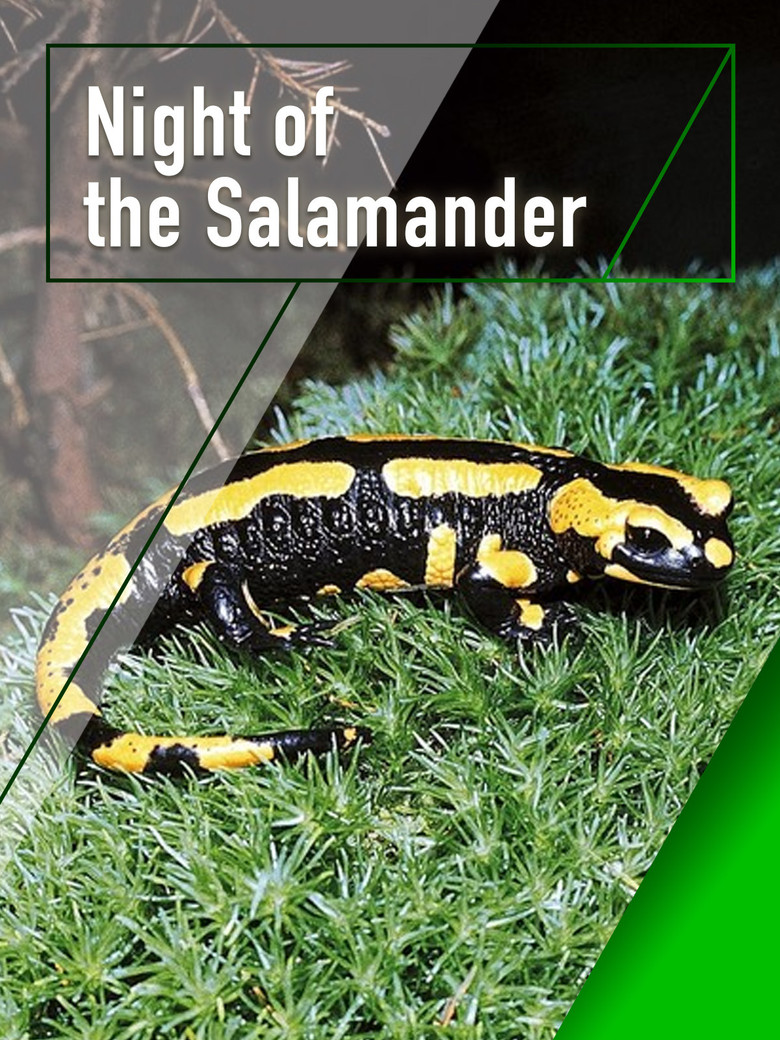 Night of the Salamander poster background