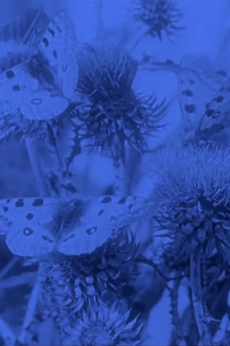 The Life of the Butterfly poster background