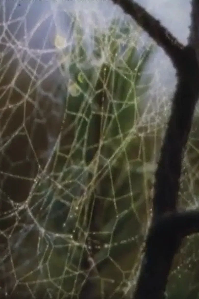 Aranei poster background