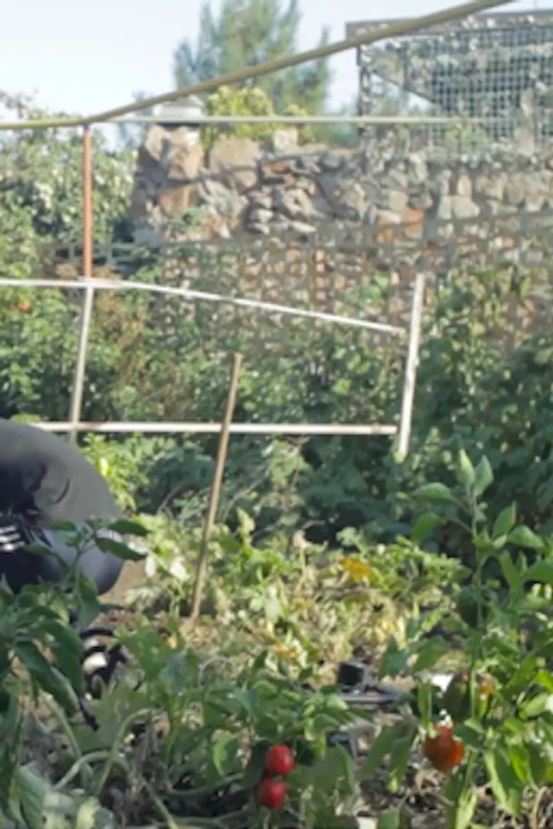 In the Yard poster background