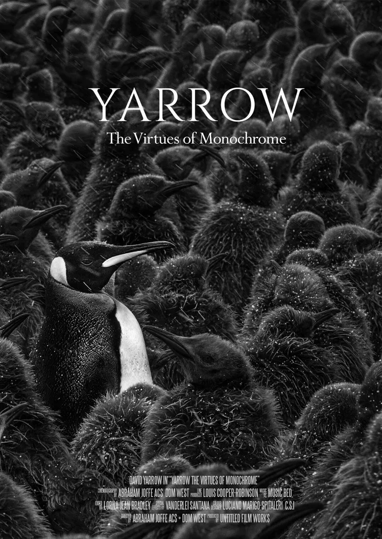 Yarrow: The Virtues of Monochrome poster background