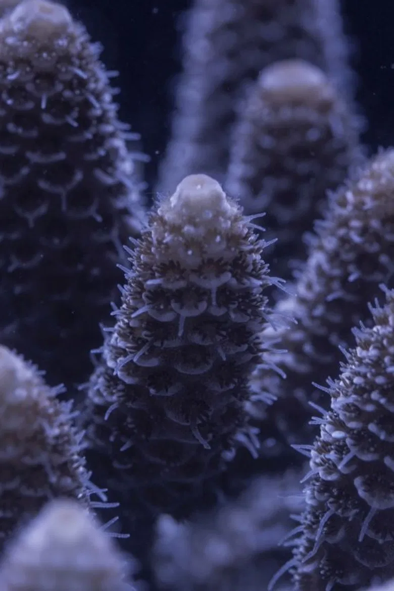 For the Love of Corals poster background