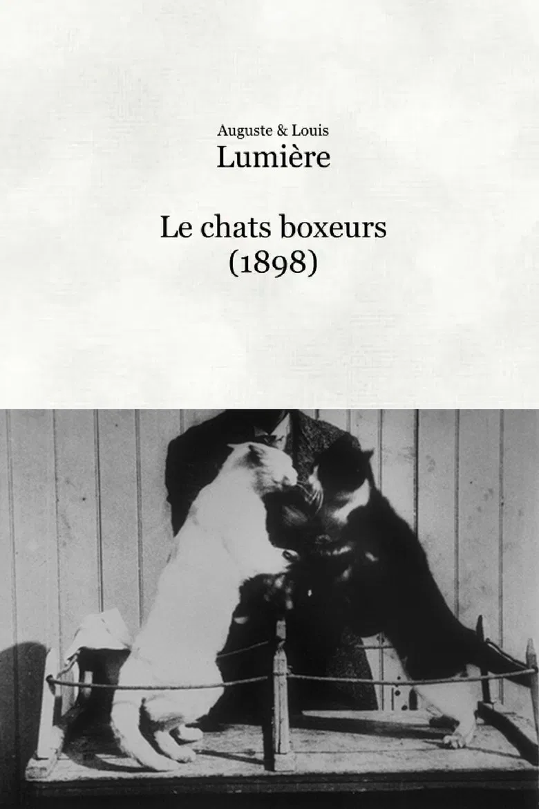 Les chats boxeurs poster background