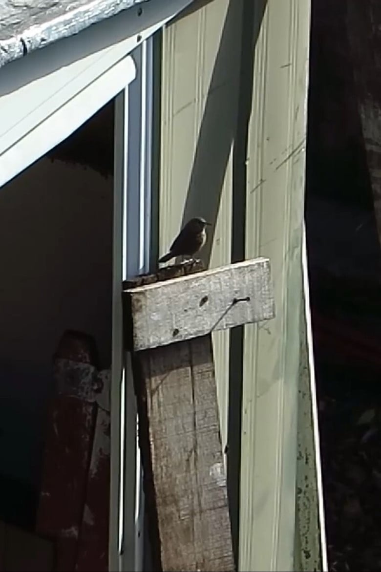 Jardín de piedra poster background