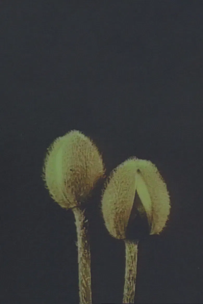 Lin­naeus’ Flow­er Clock poster background