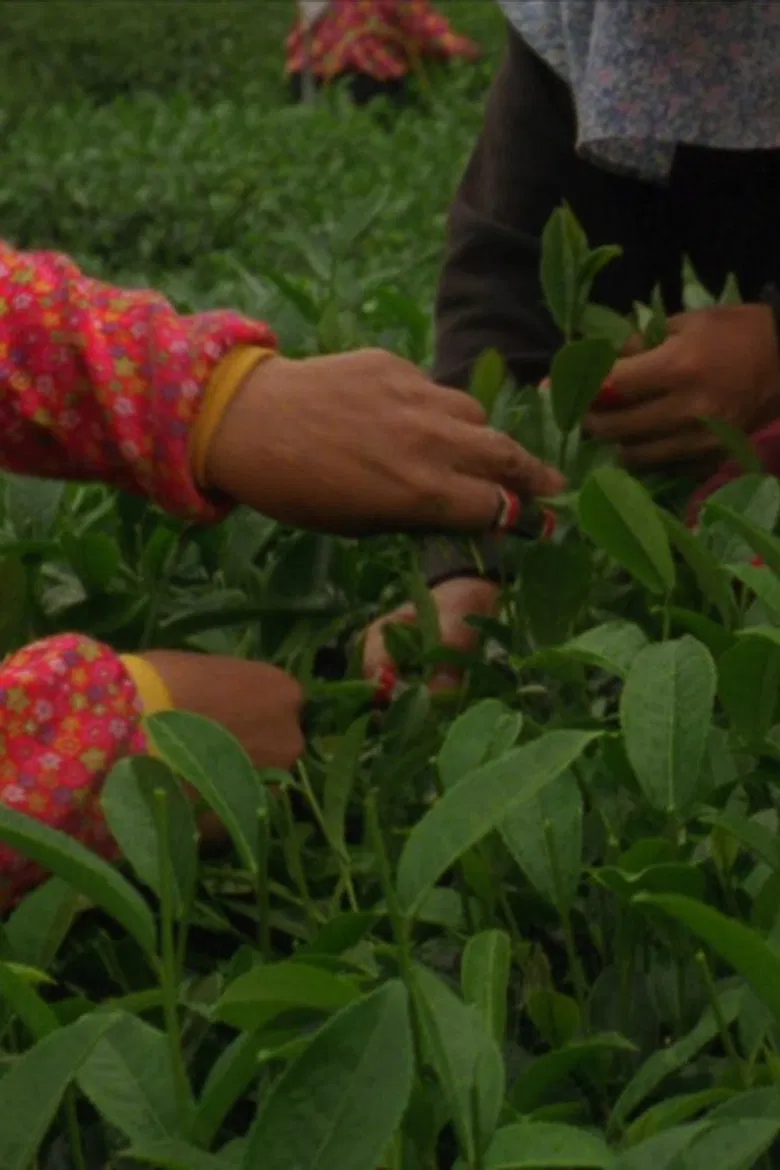 Sea of Clouds poster background