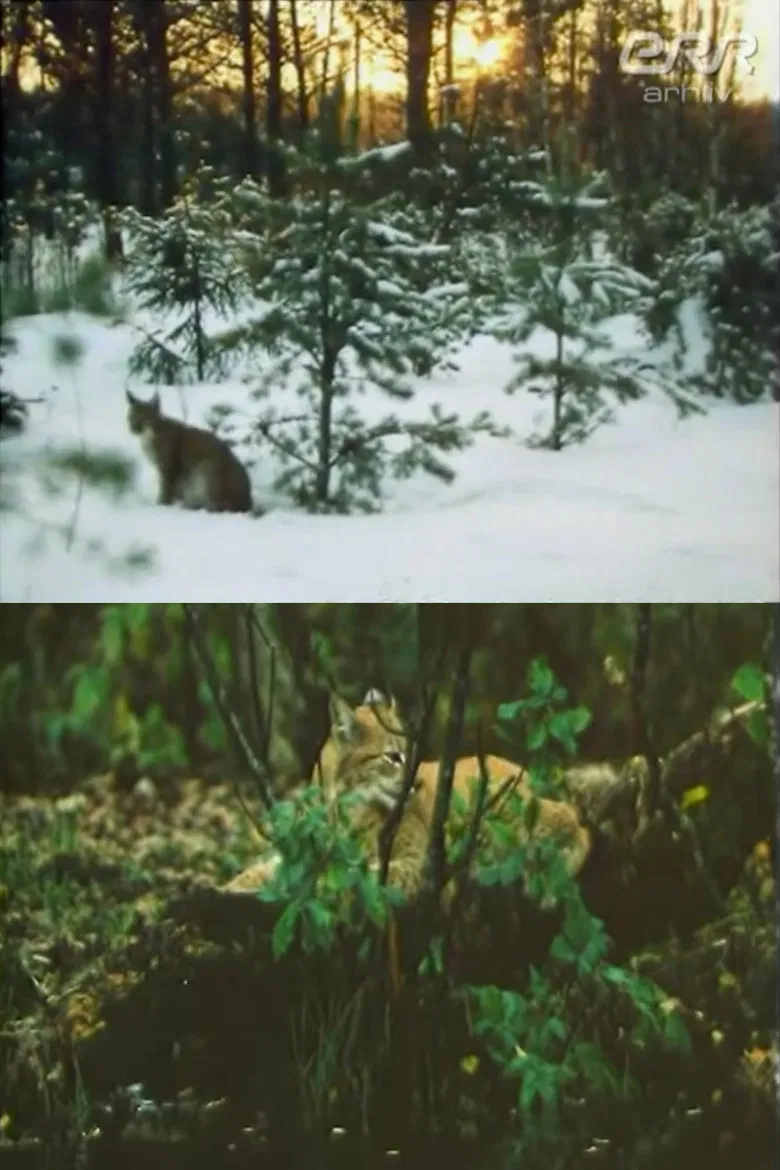 The Story of Ilves poster background