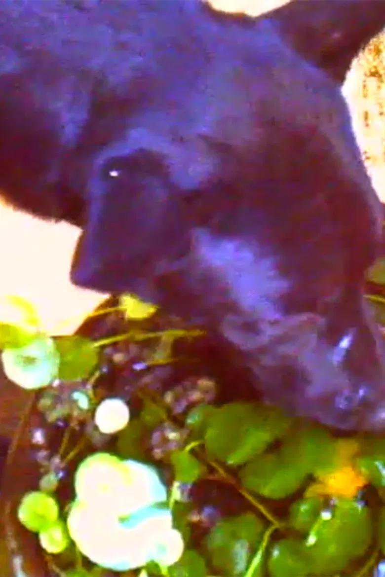 2019 poster background