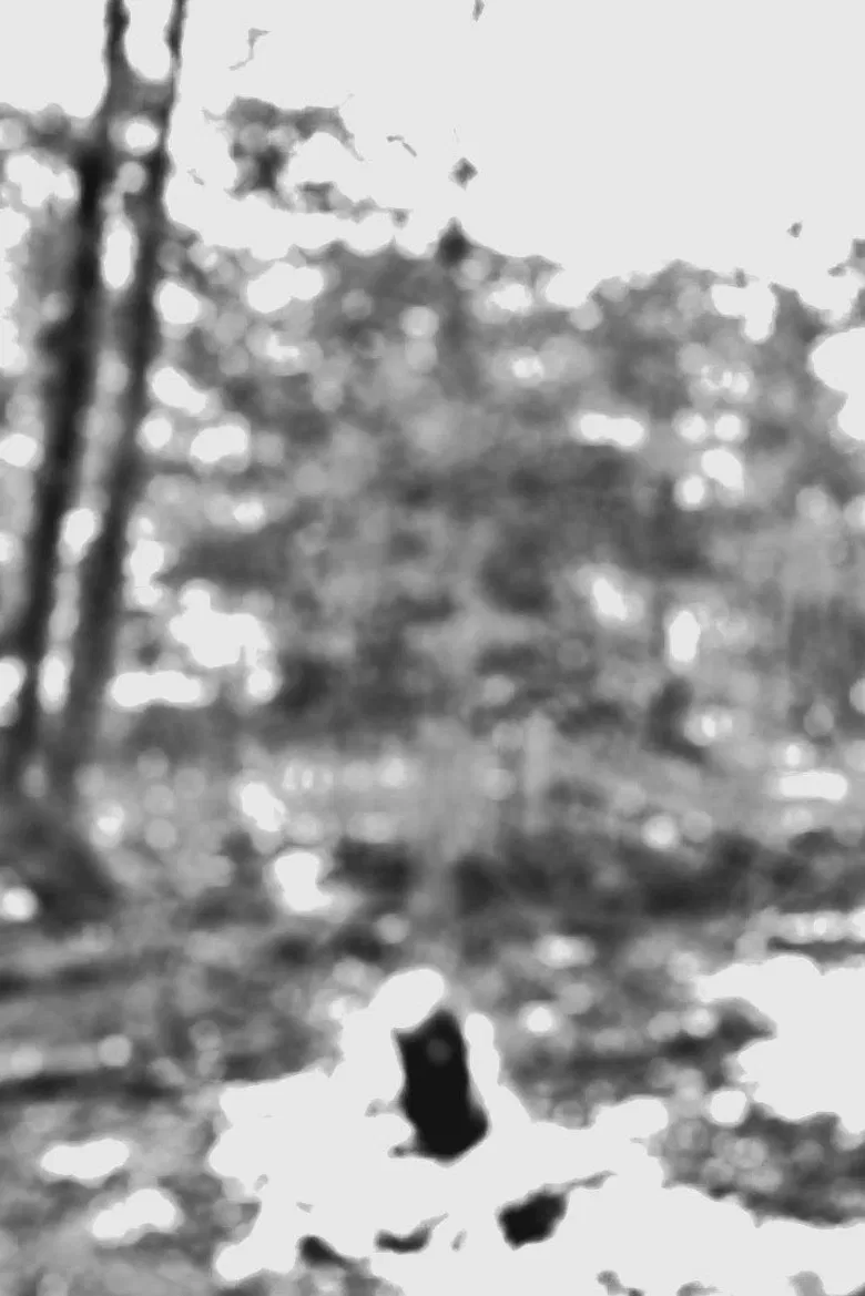 Arbor poster background