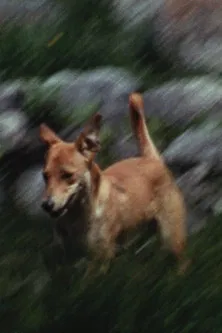 Beauty and the Beast poster background