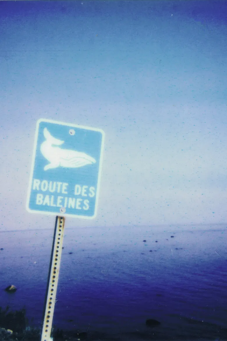 La route des baleines poster background