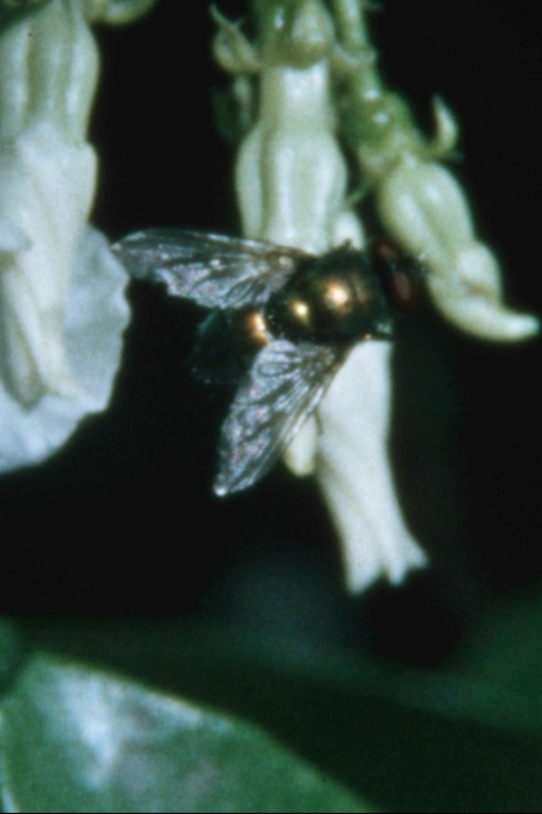 Stuck in a dream poster background