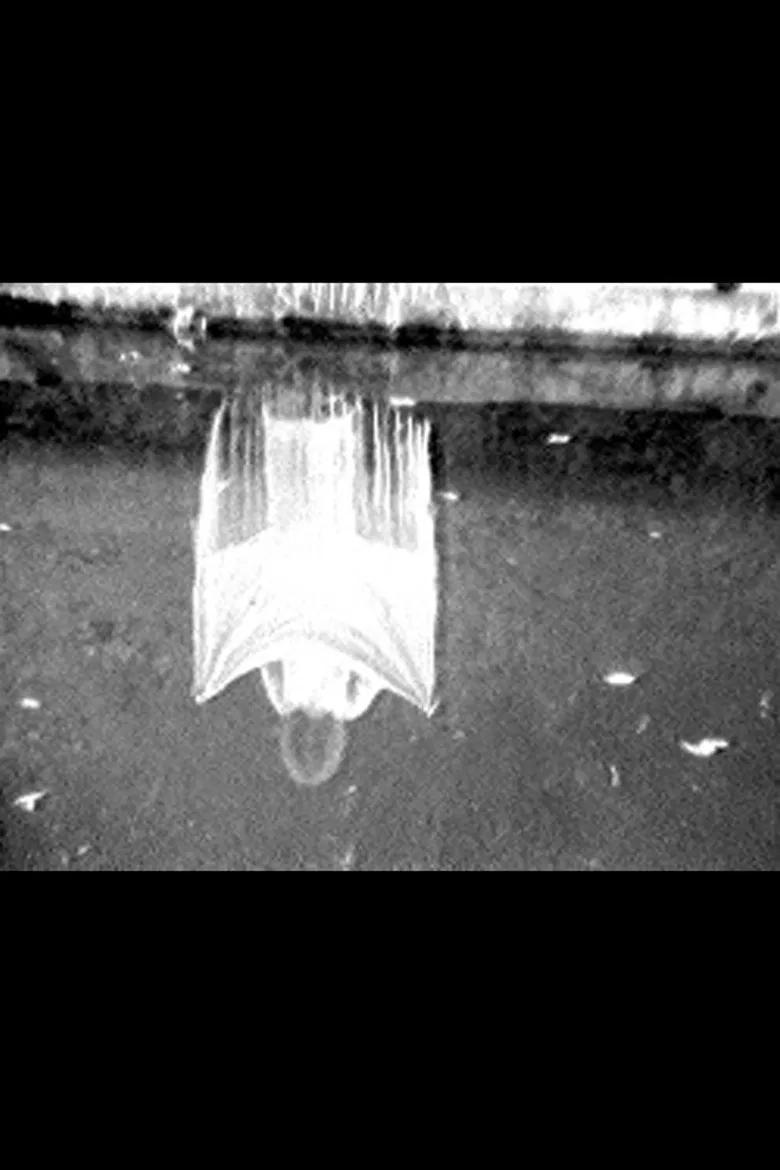 Disturbances poster background