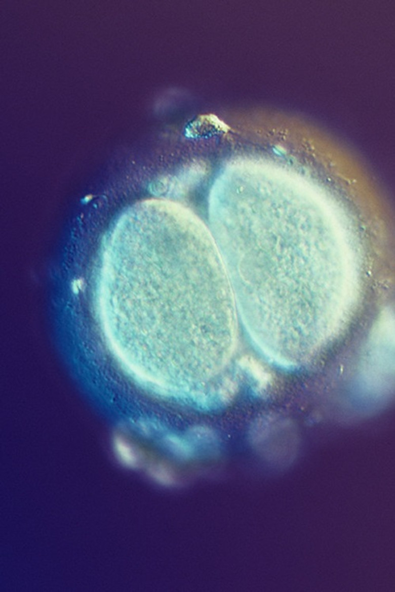 Sagan om Livet poster background