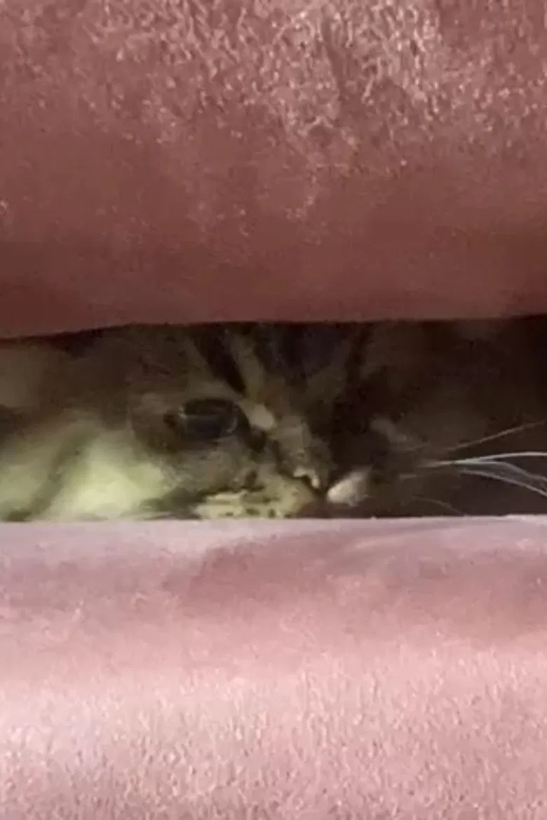 A Cat's Ascend To Claustrophobic Tranquility poster background