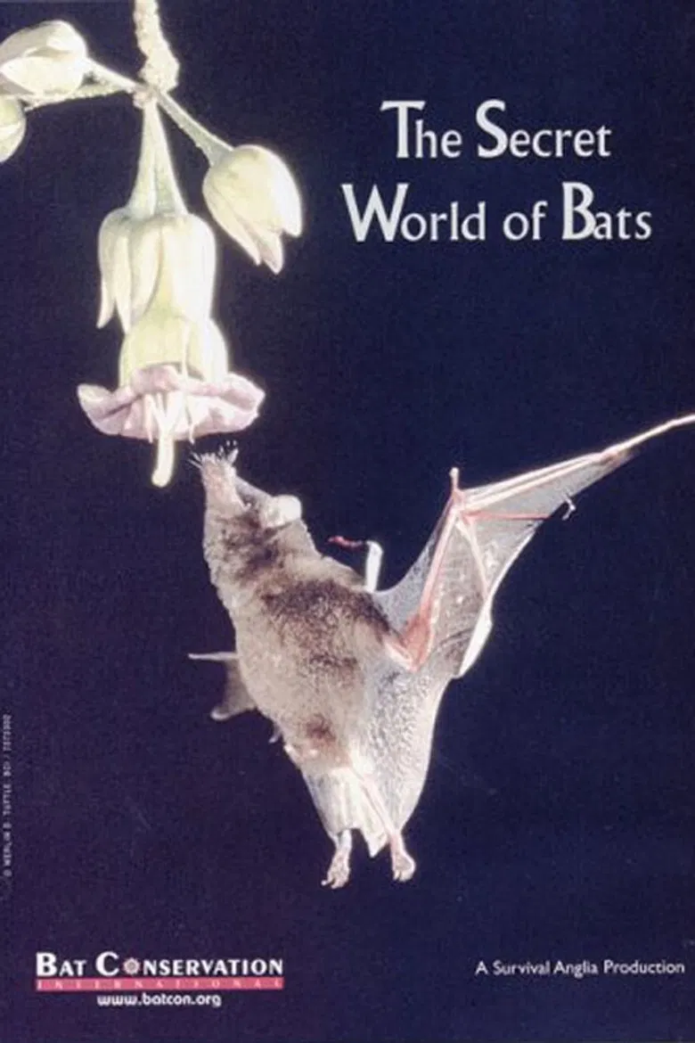 The Secret World Of Bats poster background