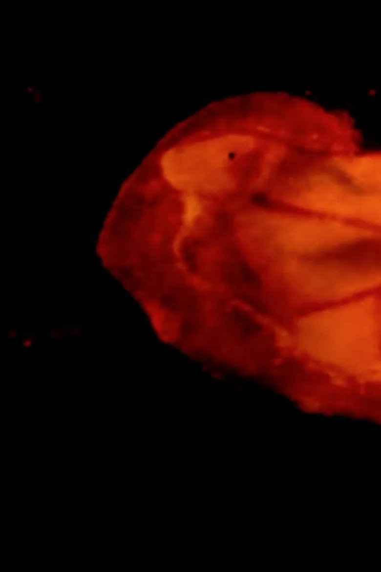 Under the Microscope poster background