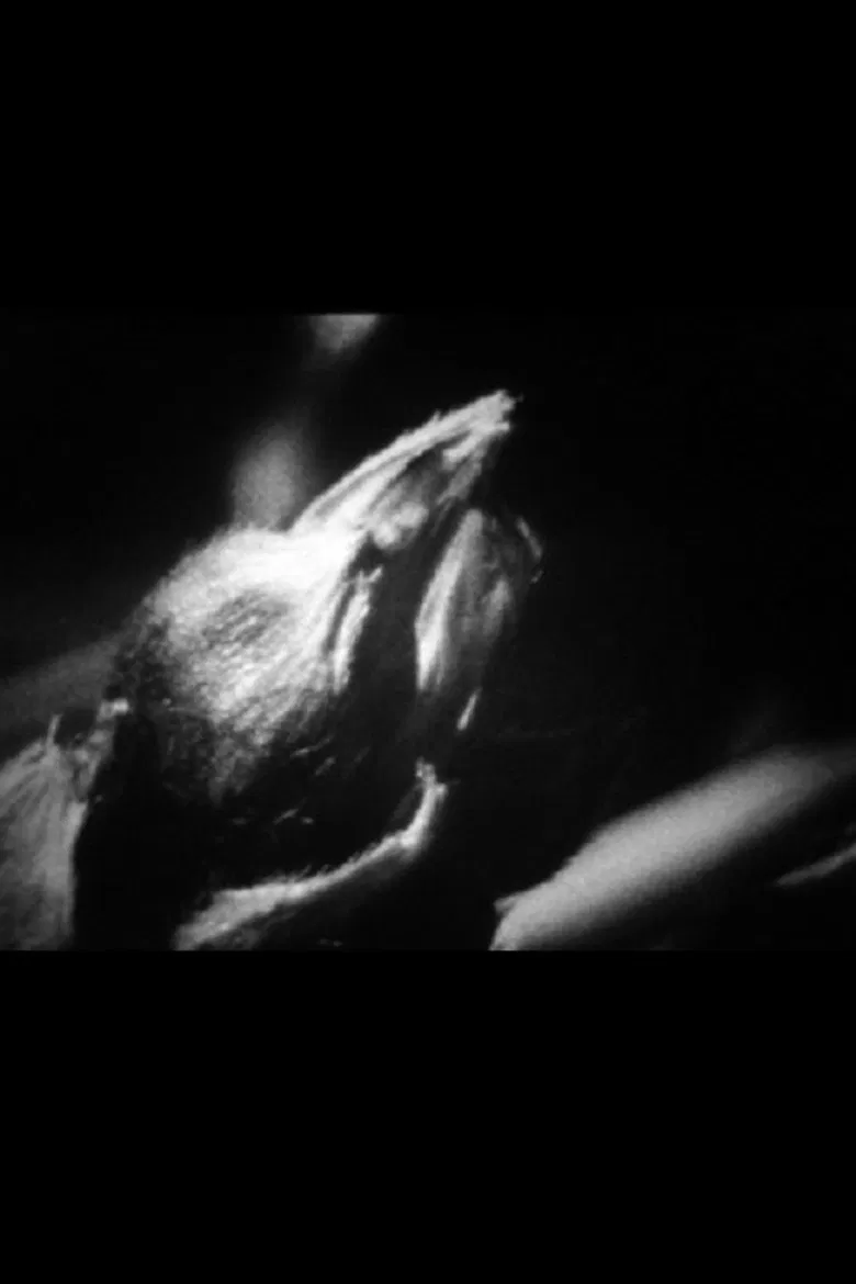 Lola poster background