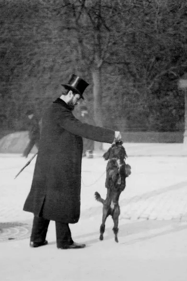 Chien Caniche Noir Sautant poster background