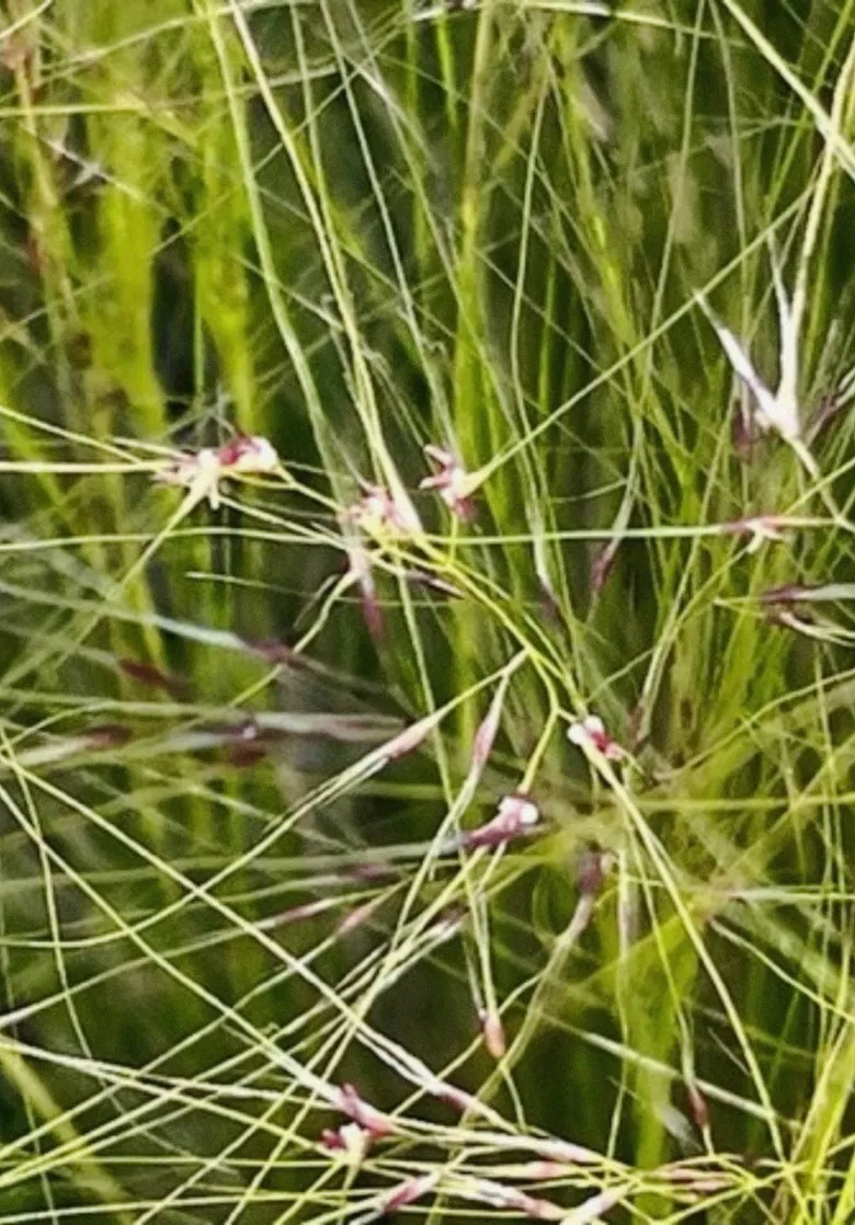 Dreams Reveal a Weightless World poster background