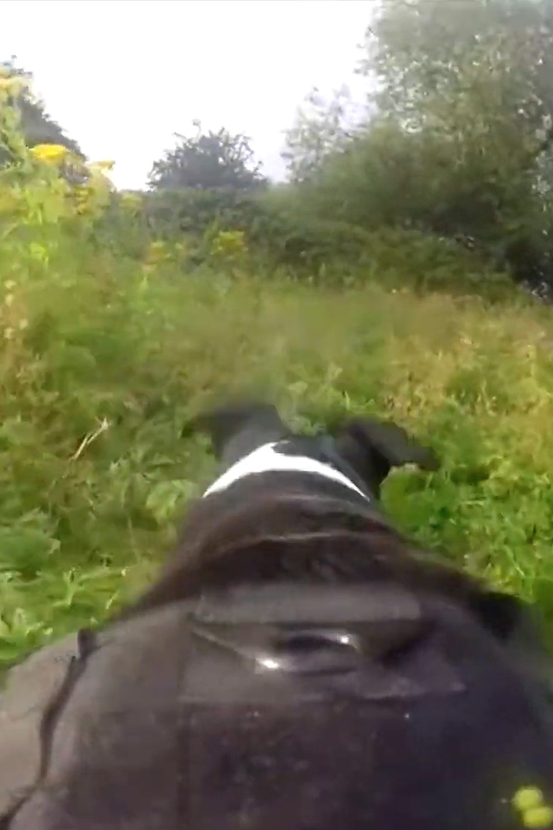 Pedigree poster background