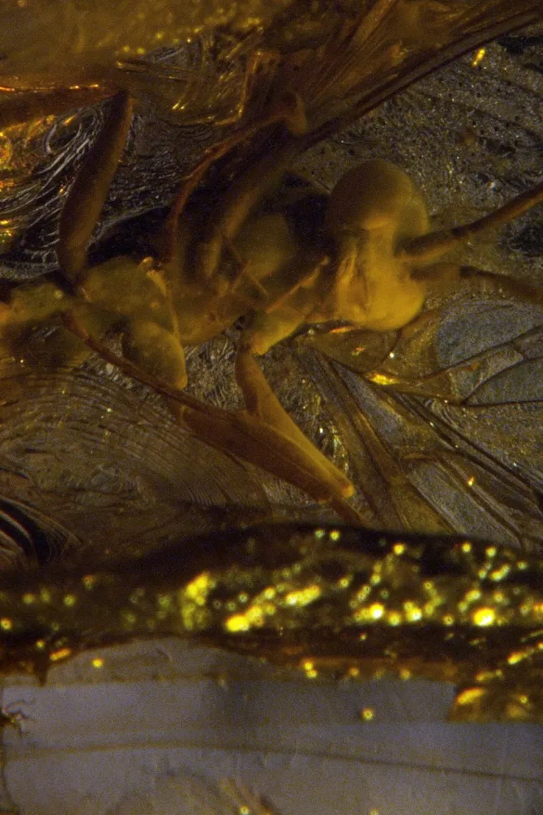 De-Extinction poster background