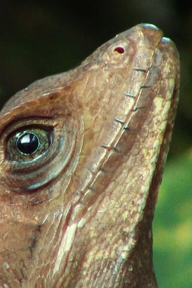 Lance Lizardi poster background