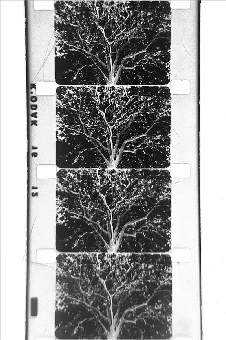 un arbre poster background