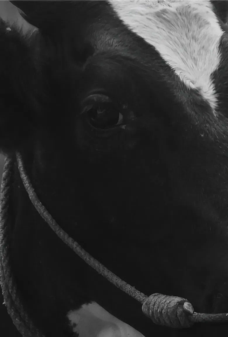 Ammini poster background