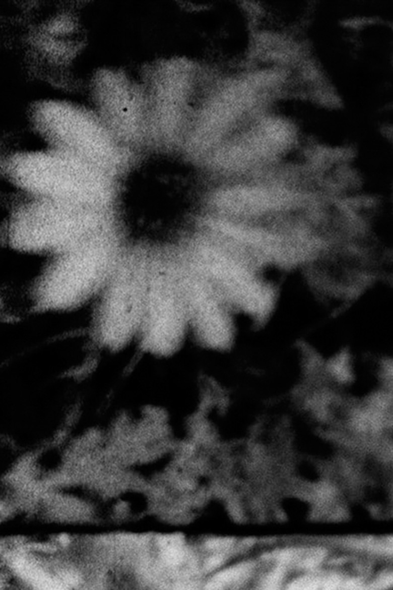 Petals and Feathers poster background