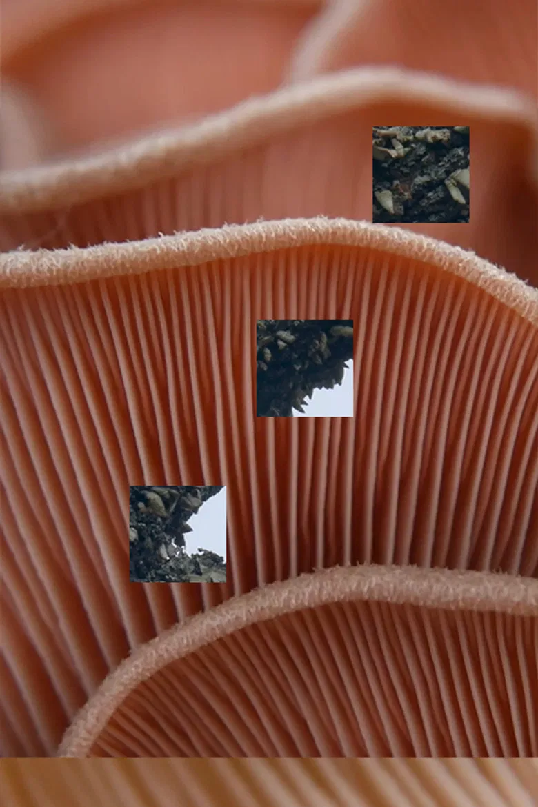 Fruitful Decay poster background