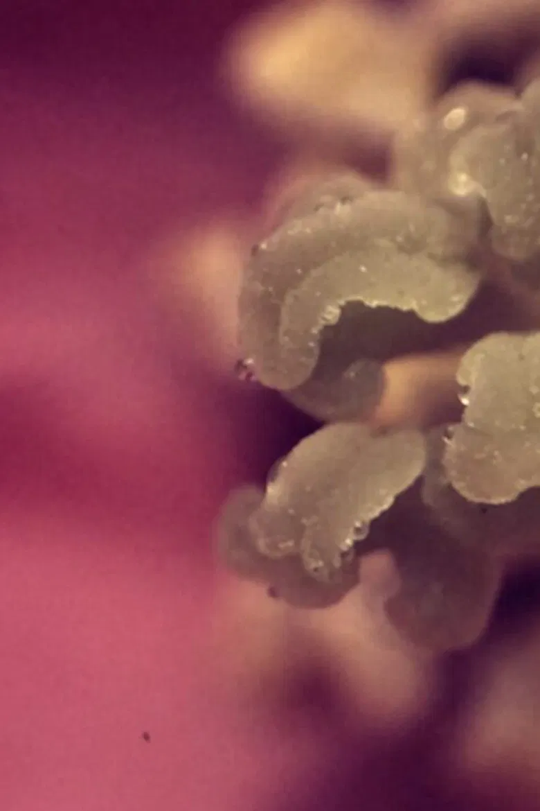 uchronia, no.1 poster background