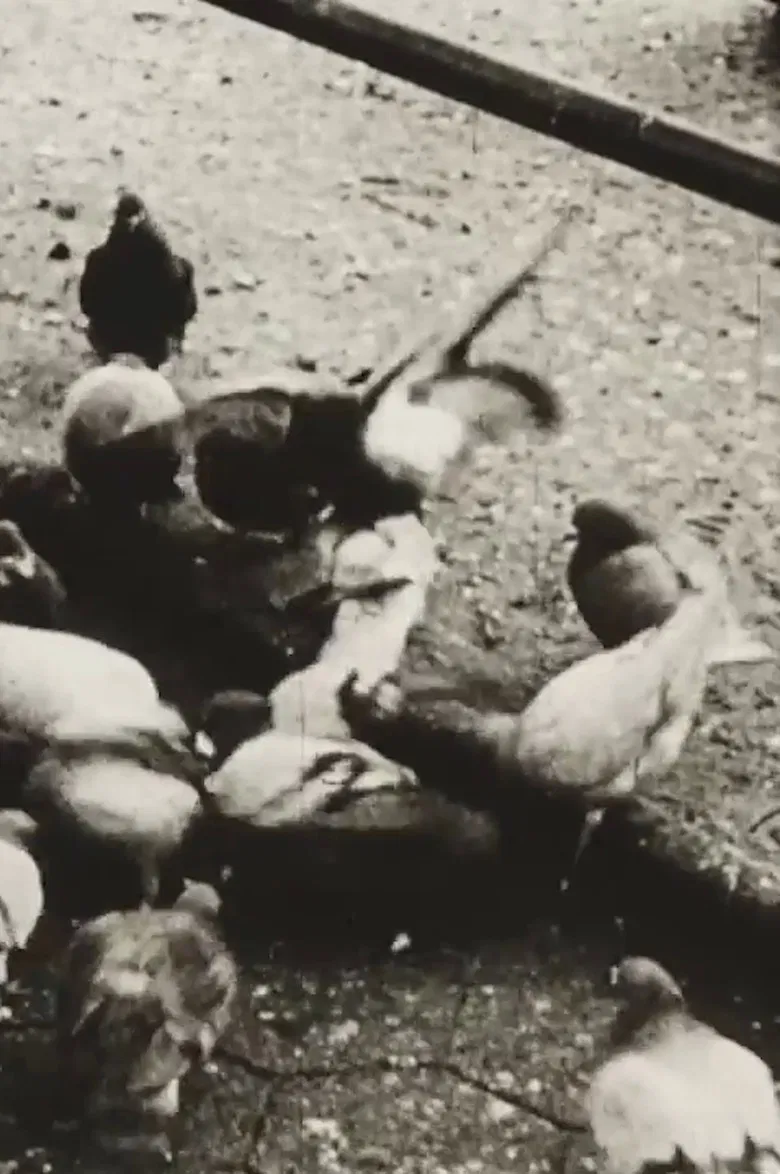 The Aviary (Short Sound Version) poster background