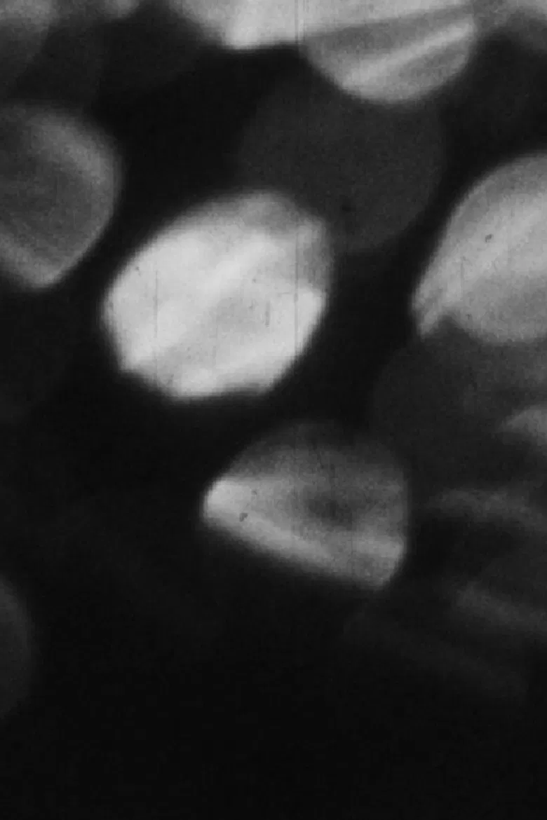 New Rose poster background