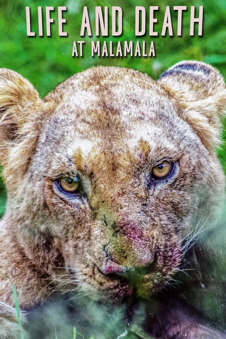 Life and Death at Mala Mala poster background