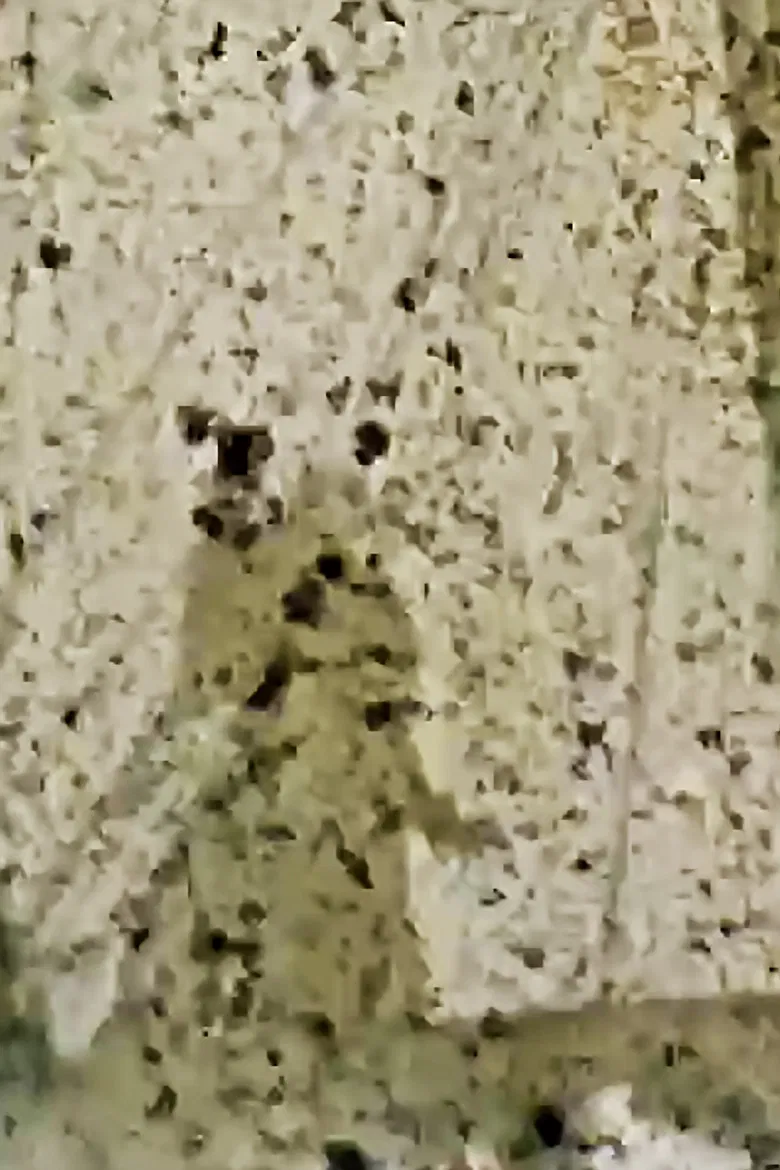 Luzern Viper poster background