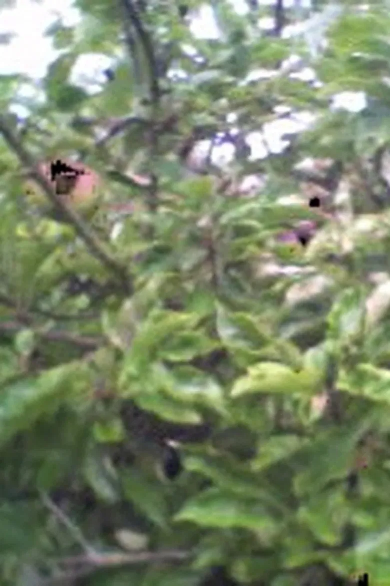 Corpus poster background