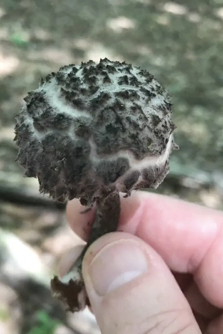 EROS BDAY MUSH.mov poster background