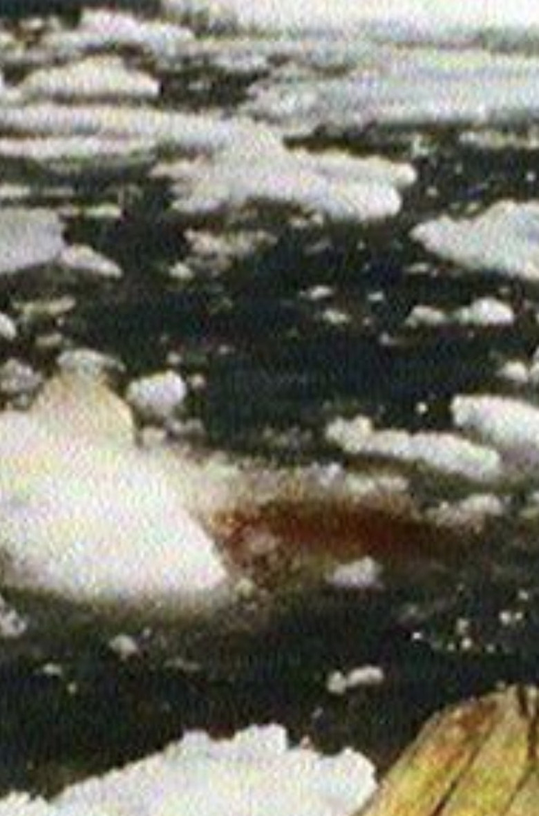 Whale Hunting (Qilaluganiatut) poster background