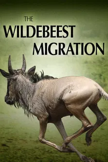 The Wildebeest Migration: Nature's Greatest Journey poster background
