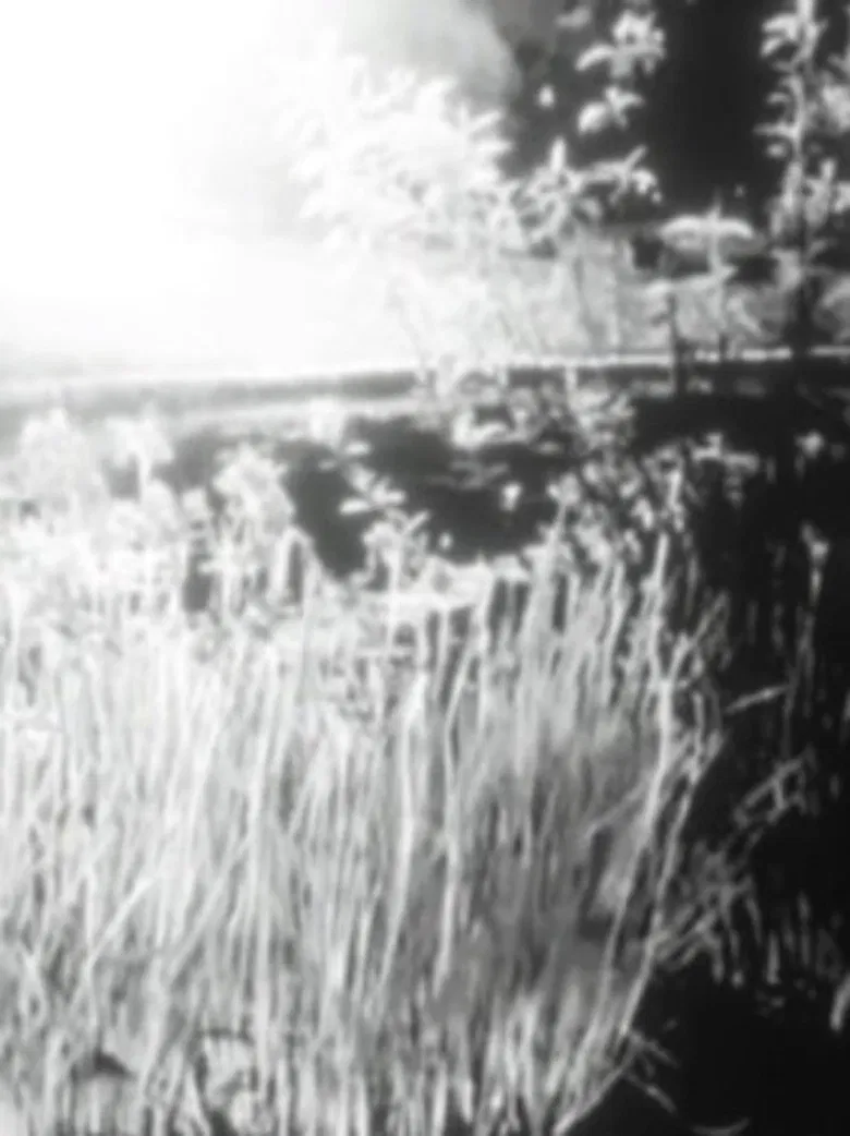 525 poster background