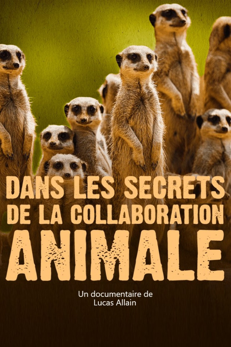Dans les secrets de la collaboration animale poster background