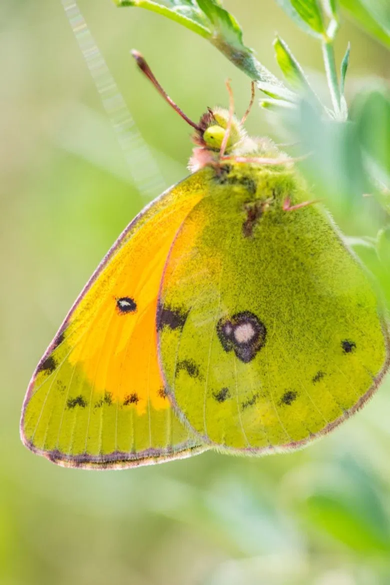 A Butterfly's Tale poster background